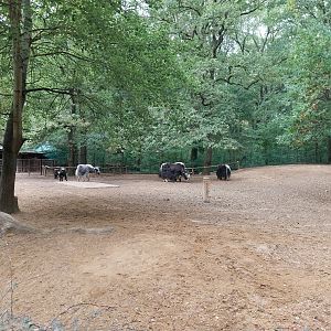 Domestic Yak enclosure