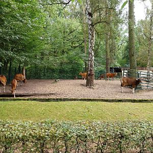 Javan Banteng (Bos javanicus javanicus) and Axis Deer (Axis axis) enclosure