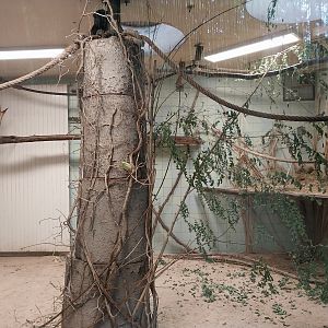 Lar Gibbon (Hylobates lar) House