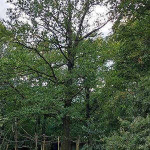 Lar Gibbon (Hylobates lar) enclosure