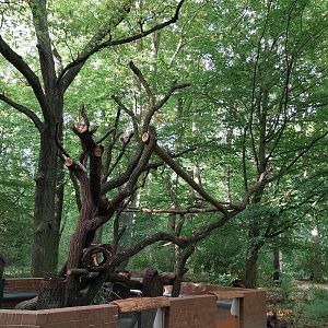 North American Porcupine (Erethizon dorsatum)