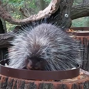 North American Porcupine (Erethizon dorsatum)