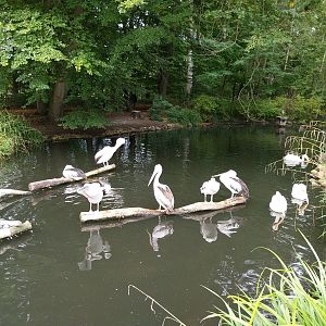 Australian Pelican (Pelecanus conspicilatus)