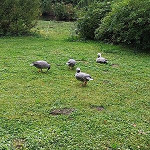 Goose Meadow - Emperor Goose (Branta canagicus)