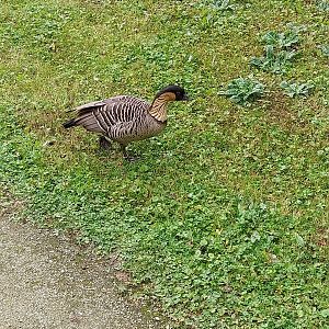 Goose Meadow - Hawaiian Goose (Branta sandvicensis)