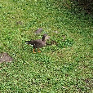 Goose Meadow - Lesser White-fronted Goose (Anser erythropus)