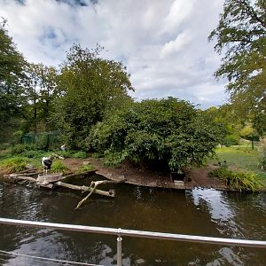 Marabou (Leptoptilos crumenifer)