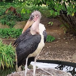 Marabou (Leptoptilos crumenifer)