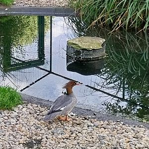 Scale-sided Merganser (Mergus squamatus)