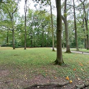 Patagonian Mara (Dolichotis patagonum)