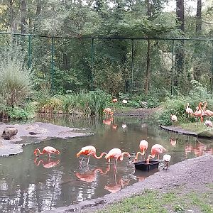 American Flamingo (Phoenicopterus ruber ruber) Walk-through aviary