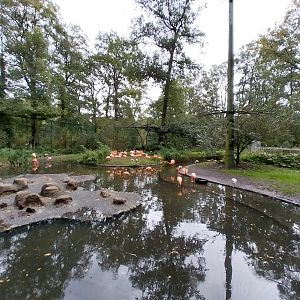 American Flamingo (Phoenicopterus ruber ruber) Walk-through aviary