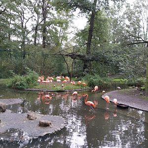 American Flamingo (Phoenicopterus ruber ruber) Walk-through aviary