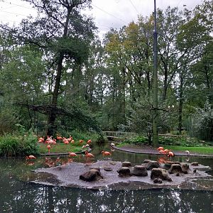 American Flamingo (Phoenicopterus ruber ruber) Walk-through aviary