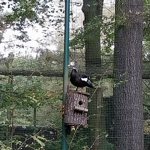 American Flamingo (Phoenicopterus ruber ruber) Walk-through aviary - White-winged Wood Duck