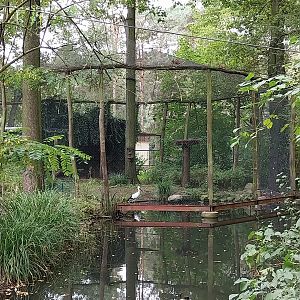 Oriental Stork (Ciconia boyciana) Aviary