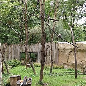 Ring-tailed Lemur (Lemur catta) enclosure