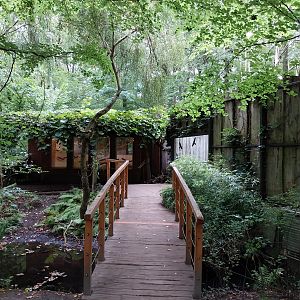 Ring-tailed Lemur (Lemur catta) House