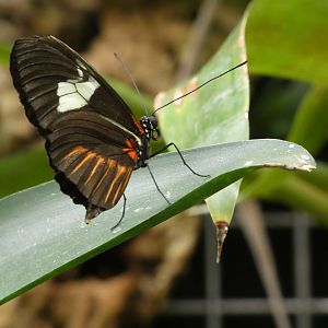 ID? - Montreal Insectarium