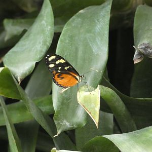 ID? - Montreal Insectarium