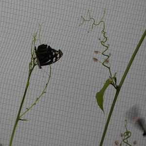 ID? - Montreal Insectarium