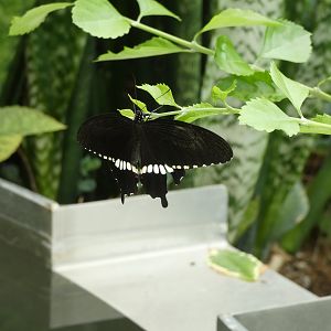 ID? - Montreal Insectarium
