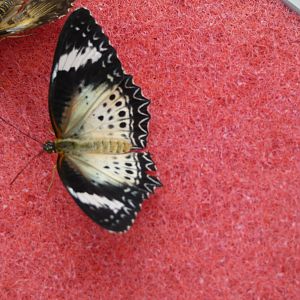 ID? - Montreal Insectarium
