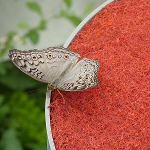 ID? - Montreal Insectarium