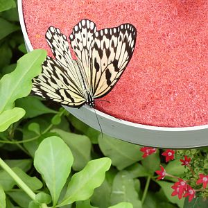 ID? - Montreal Insectarium