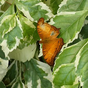 ID? - Montreal Insectarium