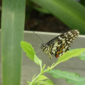 ID? - Montreal Insectarium