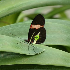 ID? - Montreal Insectarium