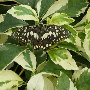ID? - Montreal Insectarium
