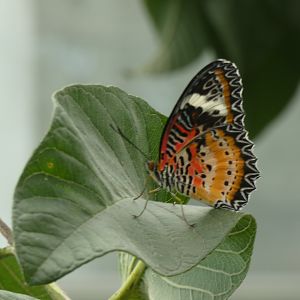 ID? - Montreal Insectarium
