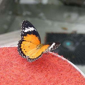 ID? - Montreal Insectarium