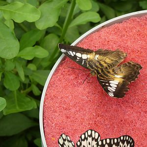 ID? - Montreal Insectarium