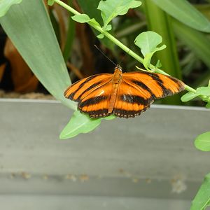 ID? - Montreal Insectarium