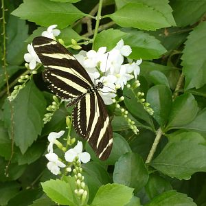 ID? - Montreal Insectarium
