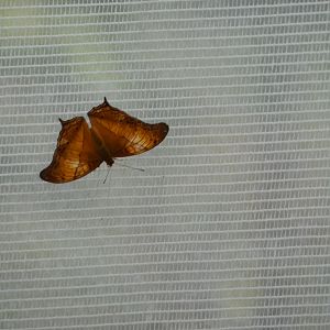 ID? - Montreal Insectarium