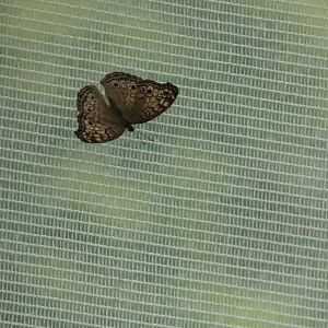 ID? - Montreal Insectarium