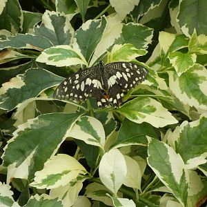 ID? - Montreal Insectarium