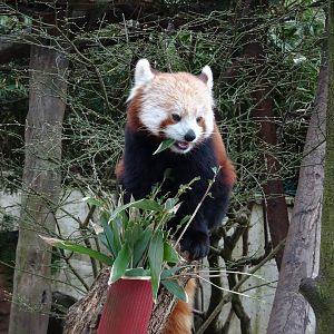 red panda