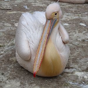 Eastern white pelican