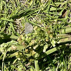Common blue butterfly (Zizina otis labradus)