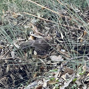 Female Eurasian blackbird (Turdus merula)