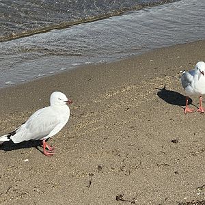 Red-billed gull (Chroicocephalus novaehollandiae scopulinus)
