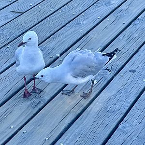 Red-billed gull (Chroicocephalus novaehollandiae scopulinus)