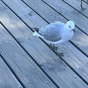 Juvenile Red-billed gull (Chroicocephalus novaehollandiae scopulinus)