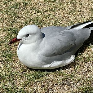 Red-billed gull (Chroicocephalus novaehollandiae scopulinus)