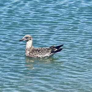 Juvenile Southern black-backed gull (Larus dominicanus)